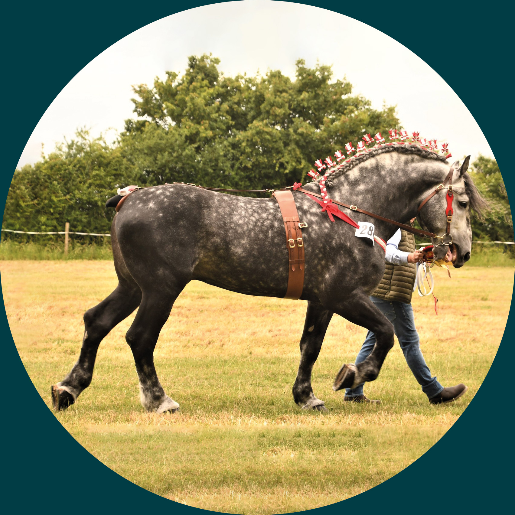 Percheron Horse